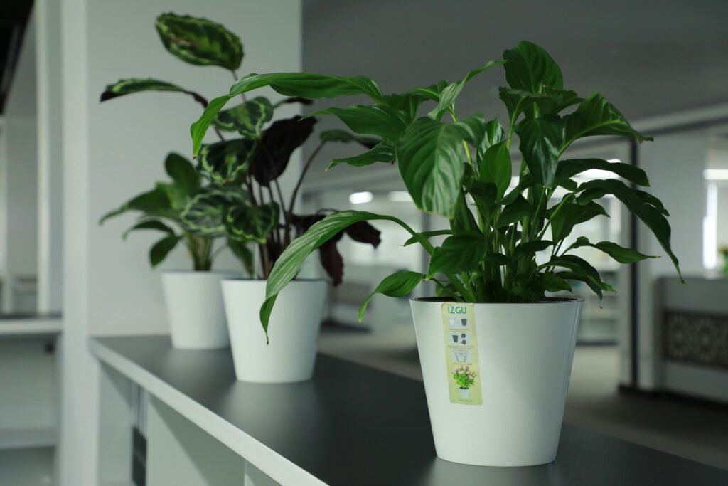 Welke planten zijn het best voor kleine ruimtes foto