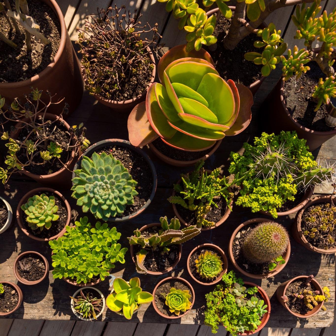 Balkon & Mini-Tuin Inspiratie