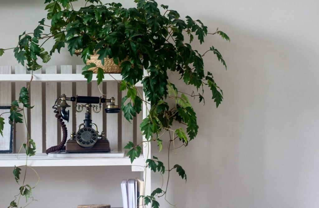 lucas-de-moura-hxYnKBNHwm0-unsplash Botanisch Wonen in een Kleine Ruimte