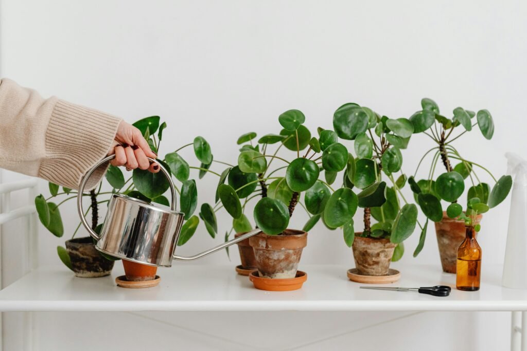 pexels-karolina-grabowska-6640487 Botanisch Wonen in een Kleine Ruimte / plantjes